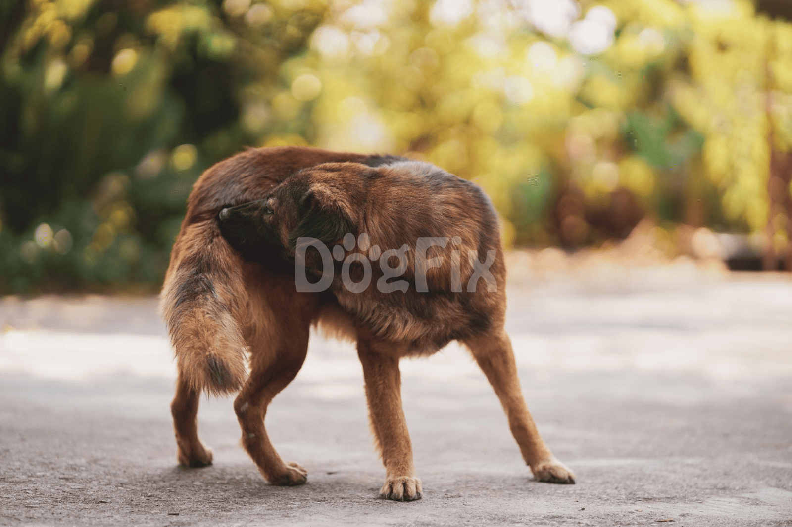 Cute brown puppy nibbling on its sibling in a sunny outdoor park setting.