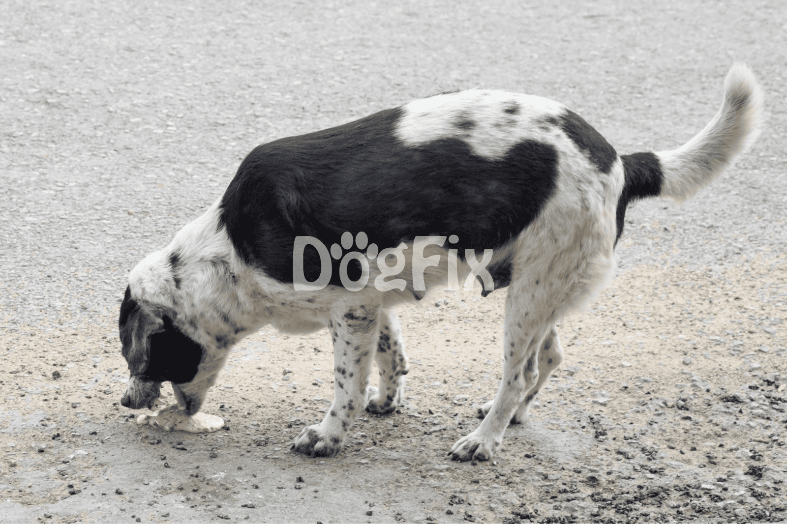 Adorable Dalmatian puppy digging on the ground, showcasing playful and energetic behavior.