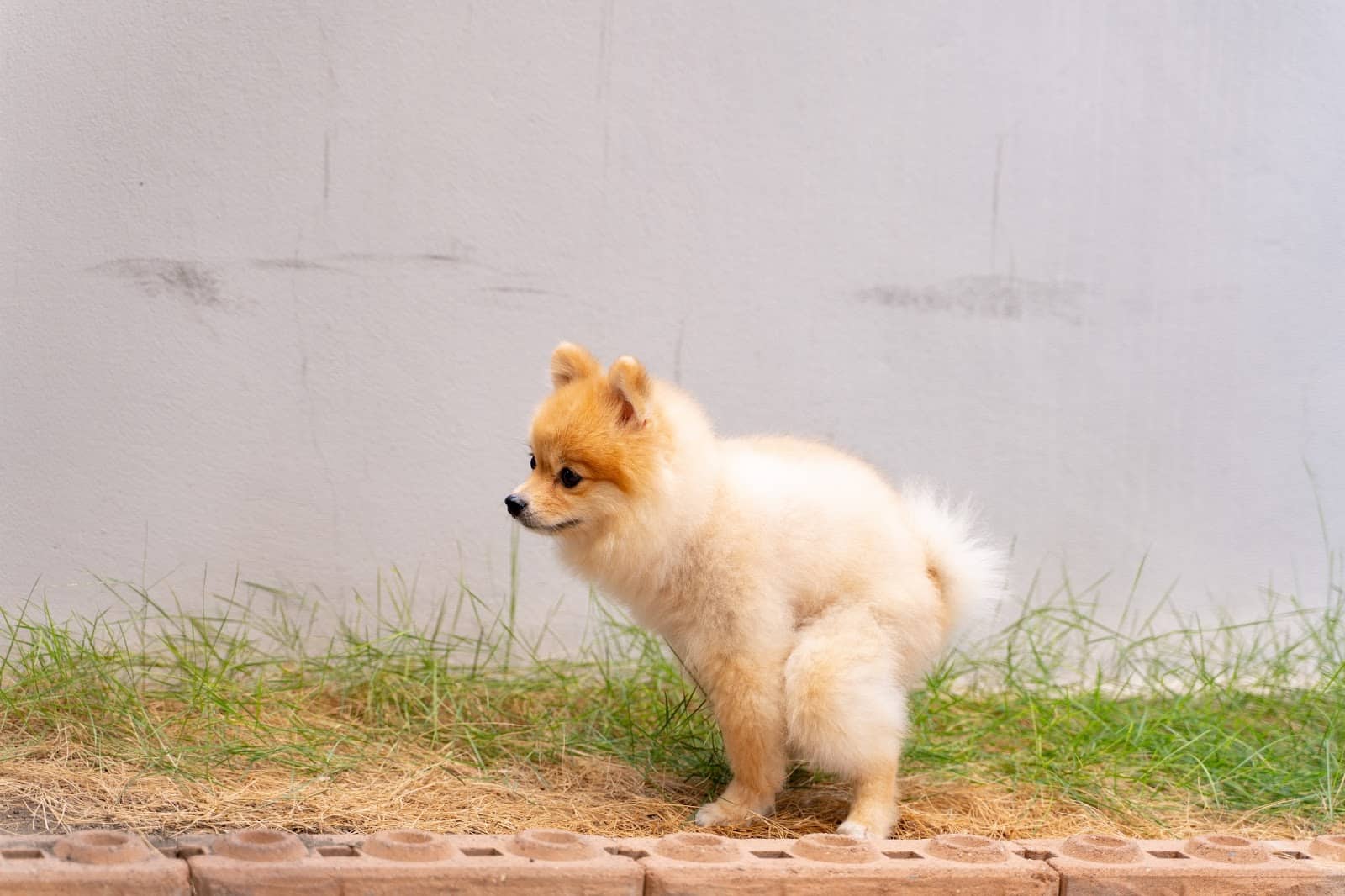Adorable small dog, Pomeranian puppy, sitting on grass near a wall, perfect for pet lovers and dog care content.