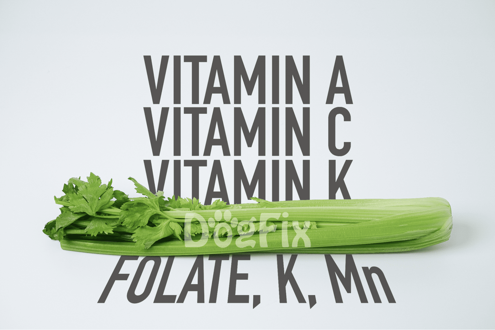 Fresh celery and parsley for dog health and nutrition.