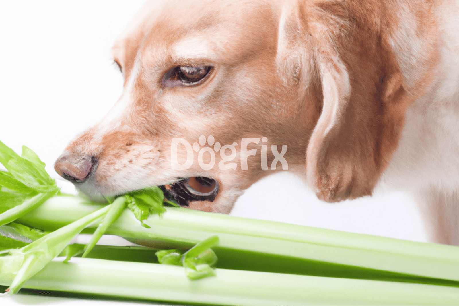 Alt text: Close-up of a dog chewing fresh celery for healthy pet diet and nutrition.