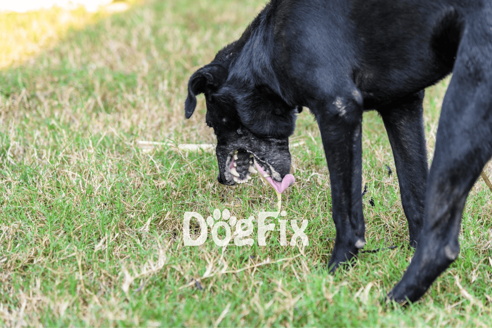 A black dog enjoys outdoor playtime, munching grass in a sunny, grassy field.