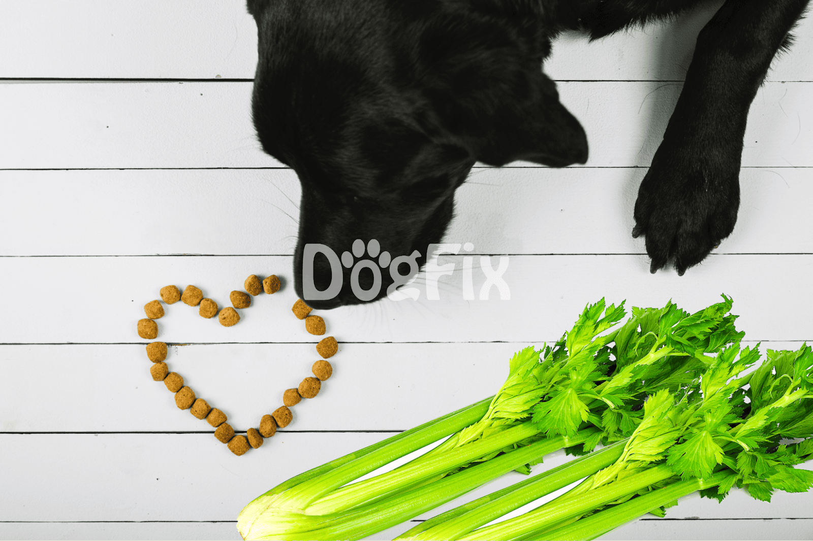 Healthy dog food and fresh celery for nutritious pet meals.