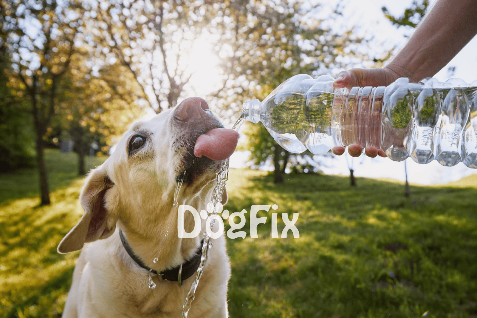 Dog drinking water from human bottle during outdoor walk - Dogfix.com.