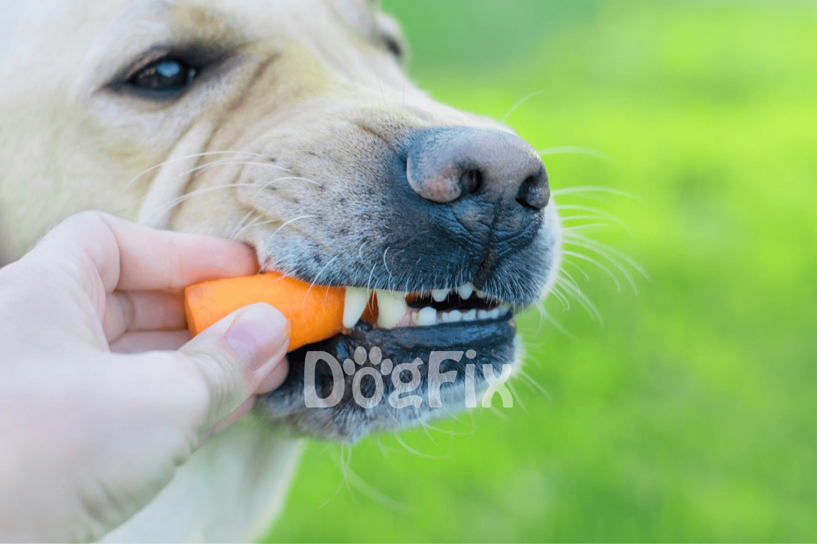 Close-up of a dog chewing on a carrot toy, demonstrating canine enrichment and healthy pet care.