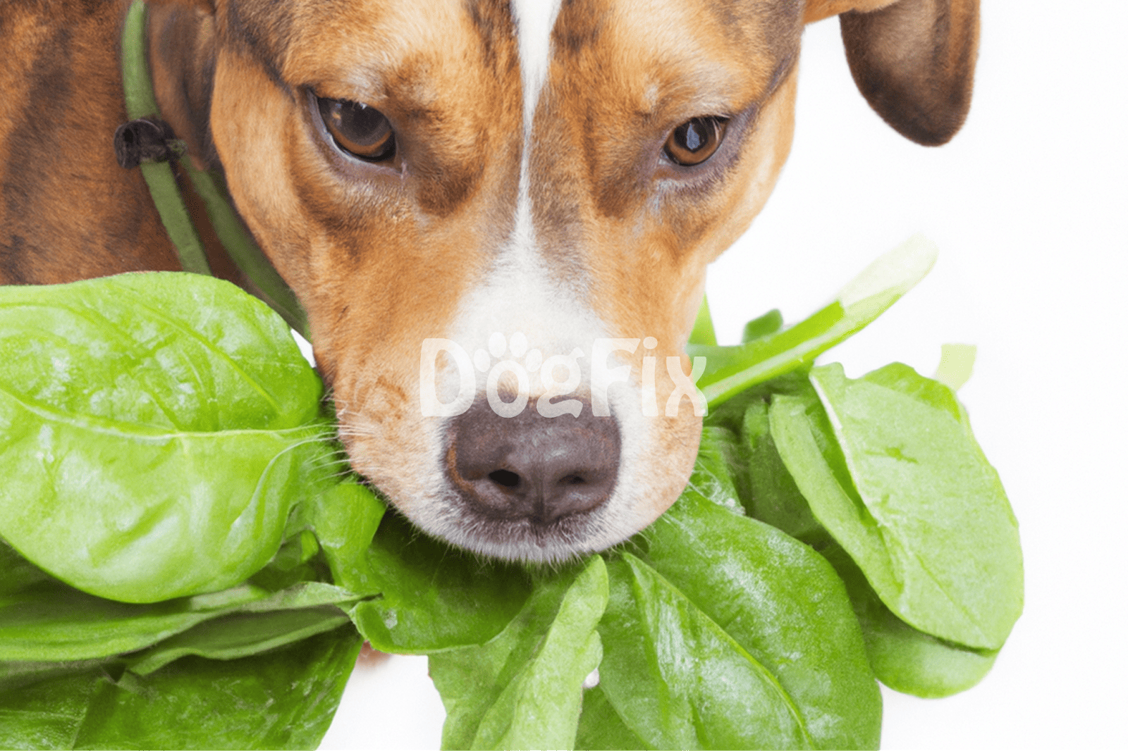 Adorable dog smelling fresh spinach leaves, emphasizing natural pet health and wellness.