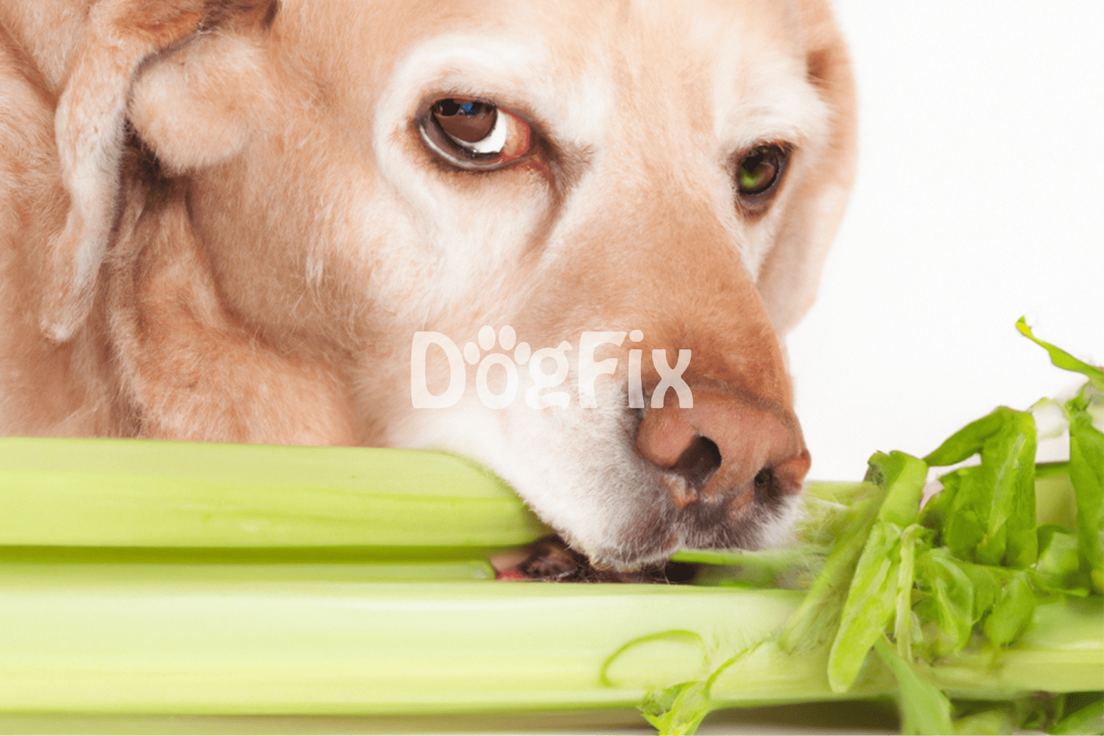Close-up of a dog's face with celery and greens for healthy diet, emphasizing pet nutrition and wellness.