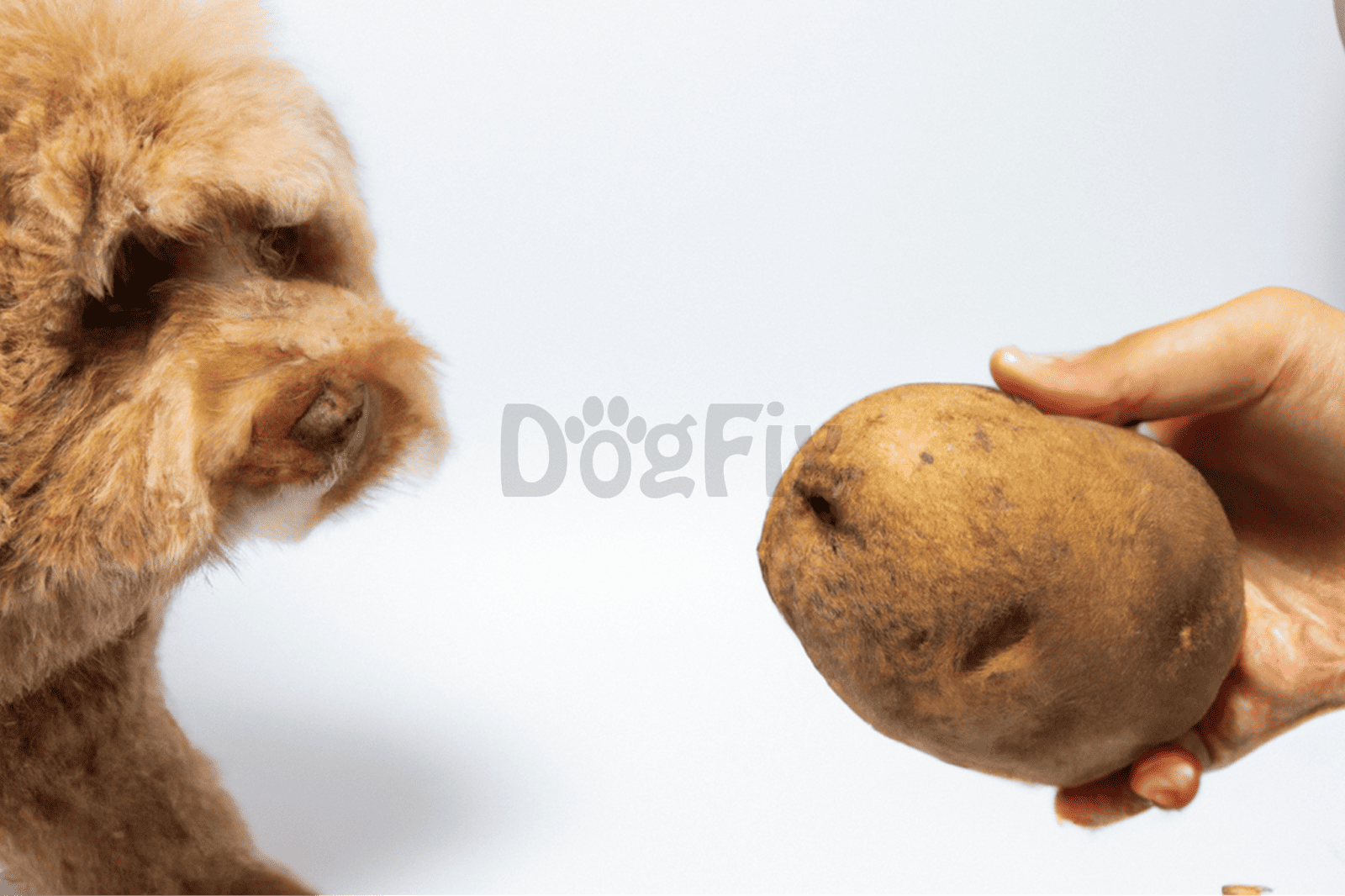 Dog eating potato, healthy dog treats, natural pet food.