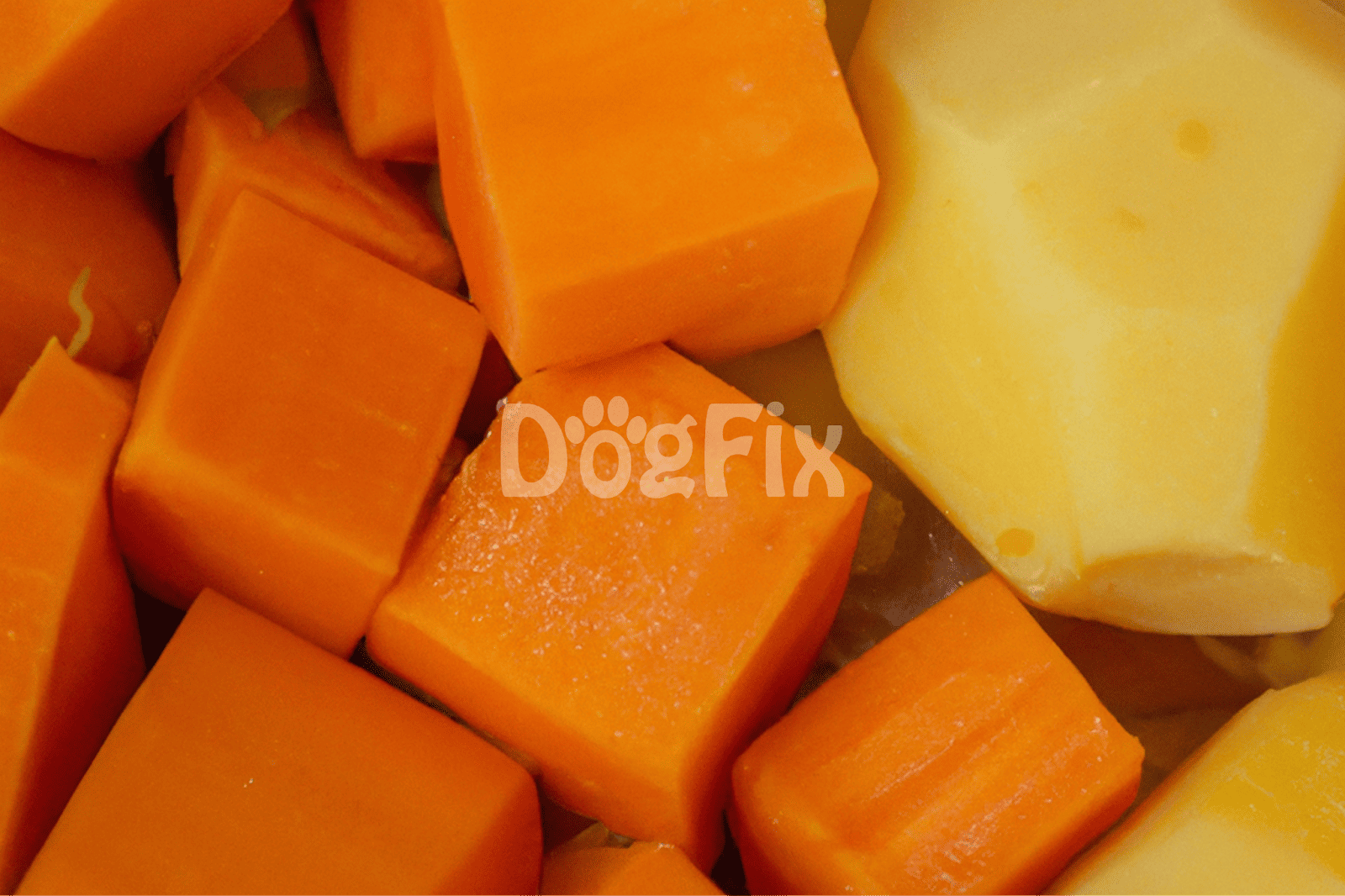 Bright orange and yellow vegetables, ideal for natural dog food recipes and nutritious snacks.