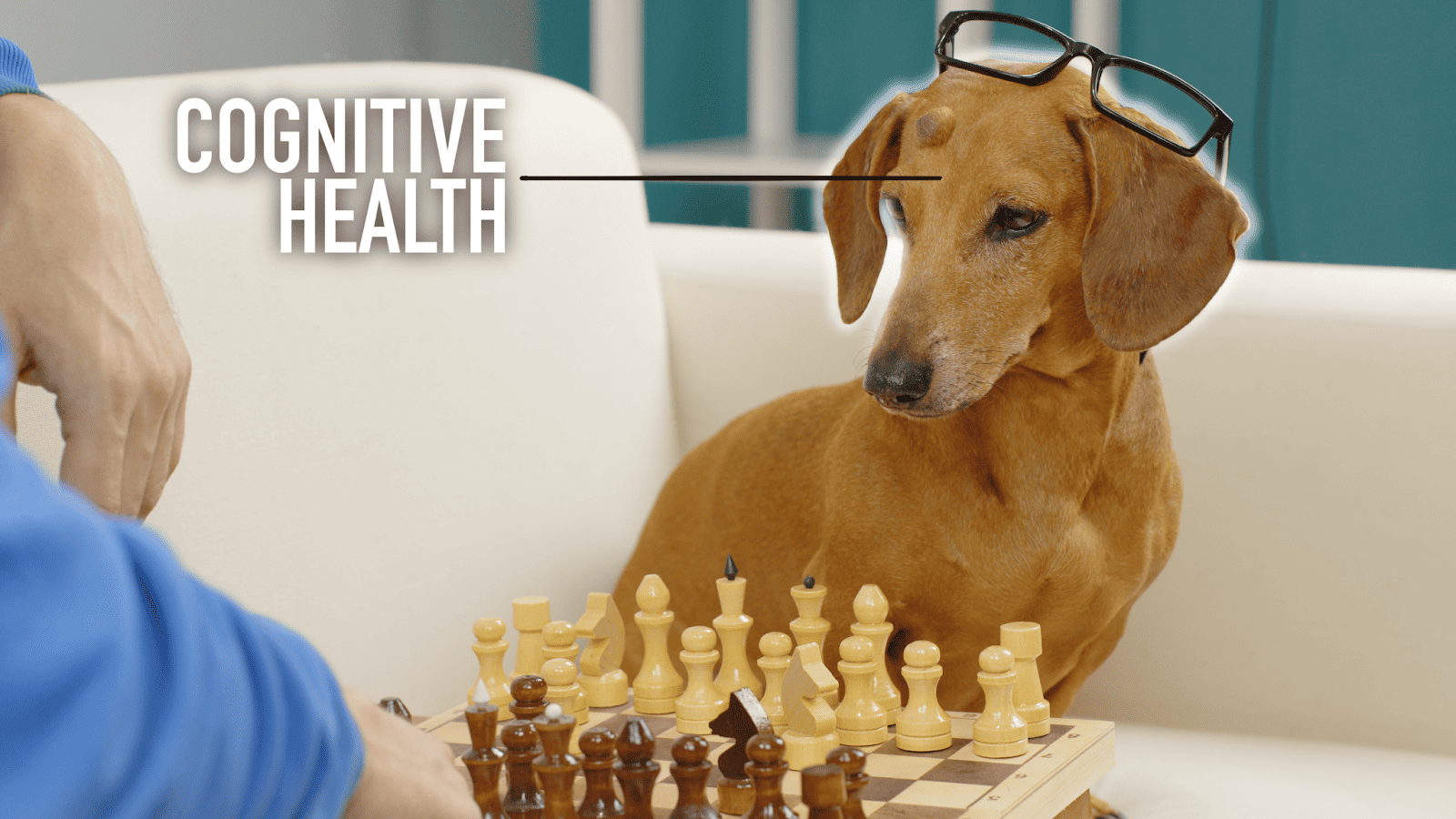 Dog with glasses, focused on chess game, promoting canine cognitive health and mental stimulation.