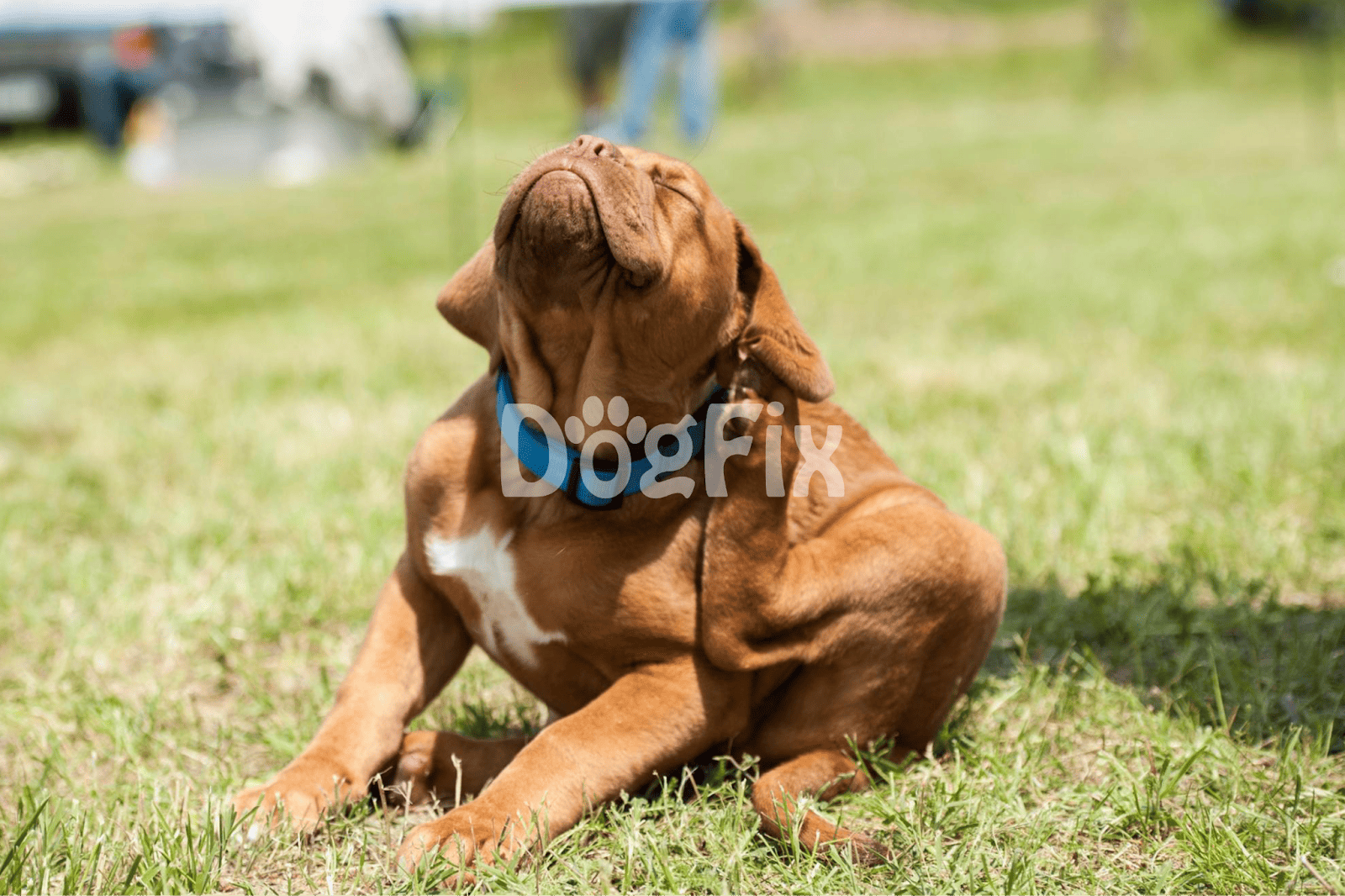 Adorable brown puppy sitting on grass, enjoying the outdoors with a relaxed pose, excellent for dog training and pet care articles.