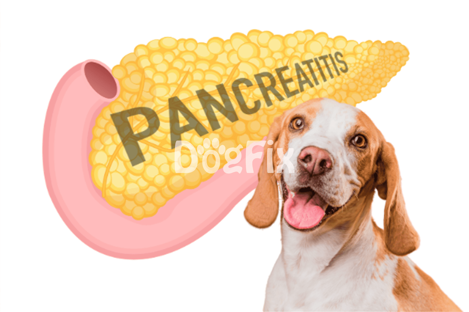 Dog image with pancreatitis warning for dogs.