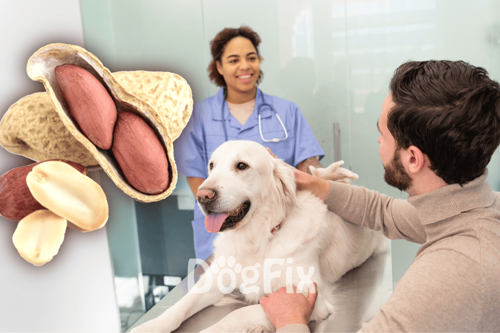 Vet and pet owner consultation at veterinary clinic for dogs.