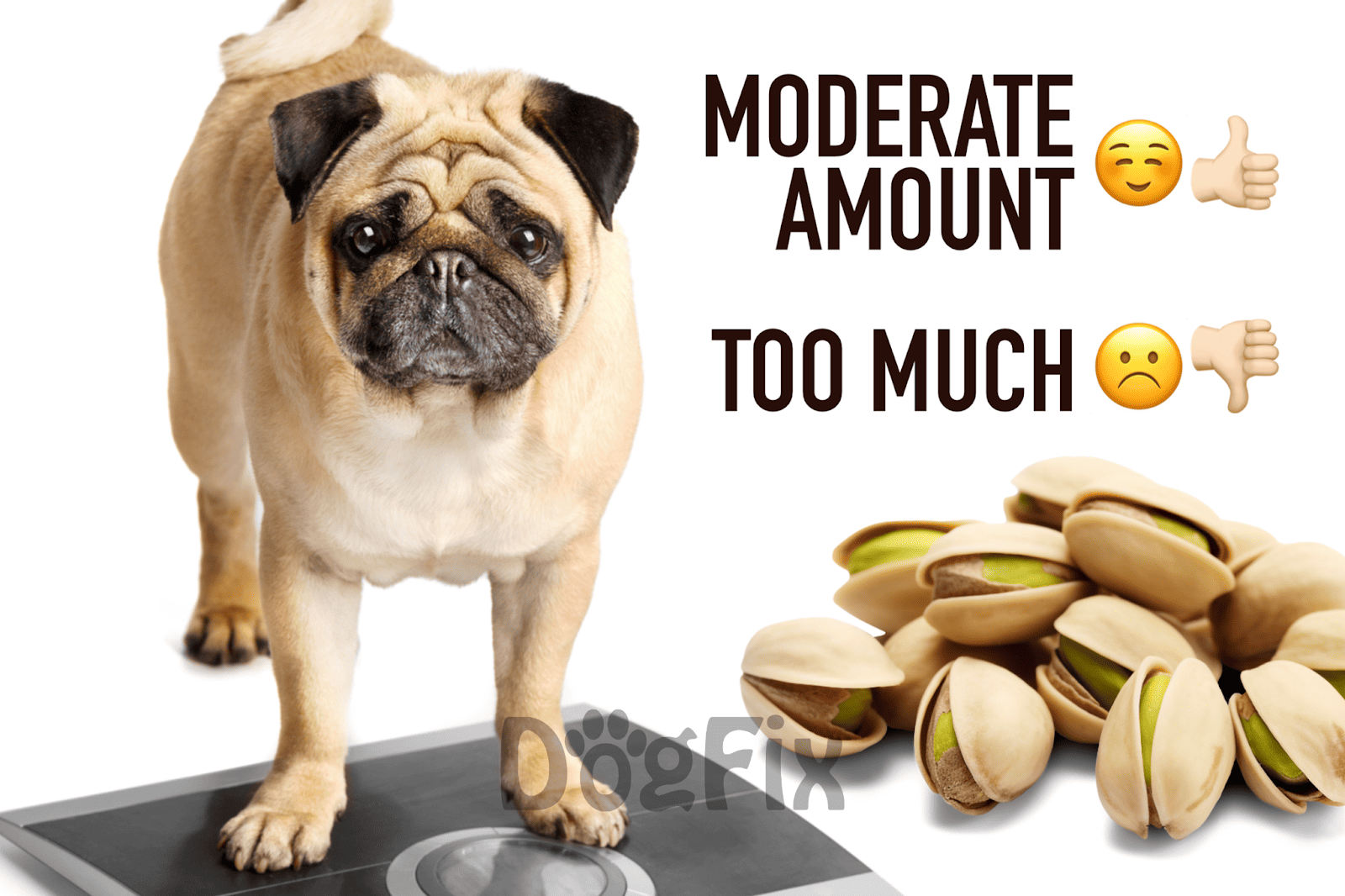 Dog weight tracker and healthy diet tips for moderate dog weight.