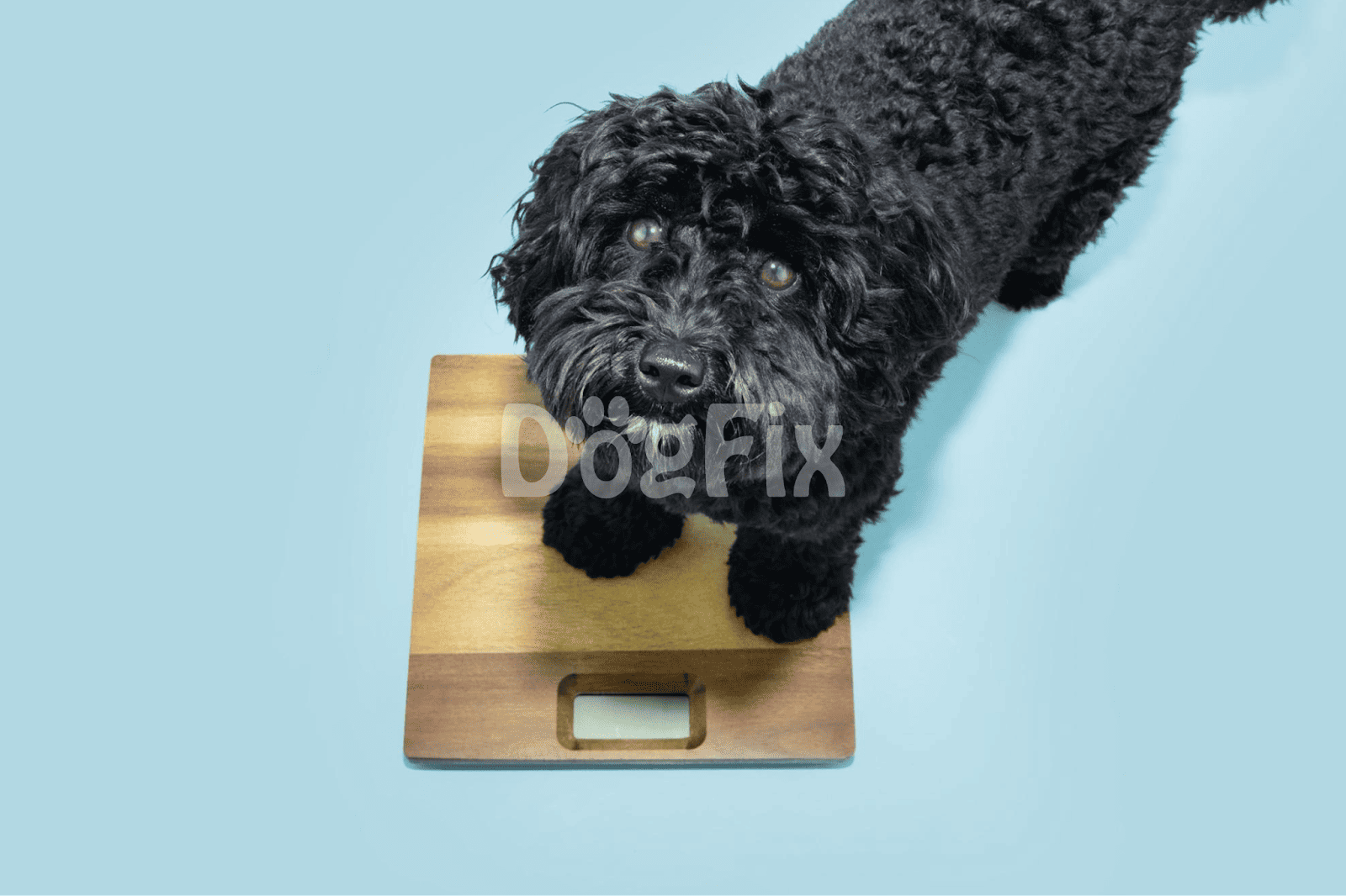 Dog scale for accurate pet weight measurement and health monitoring.