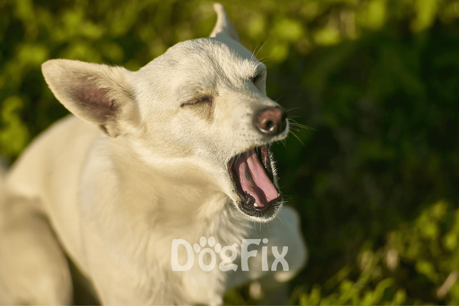 Dog yawning outdoors for relaxation, showcasing healthy and happy pets with outdoor dog care tips.