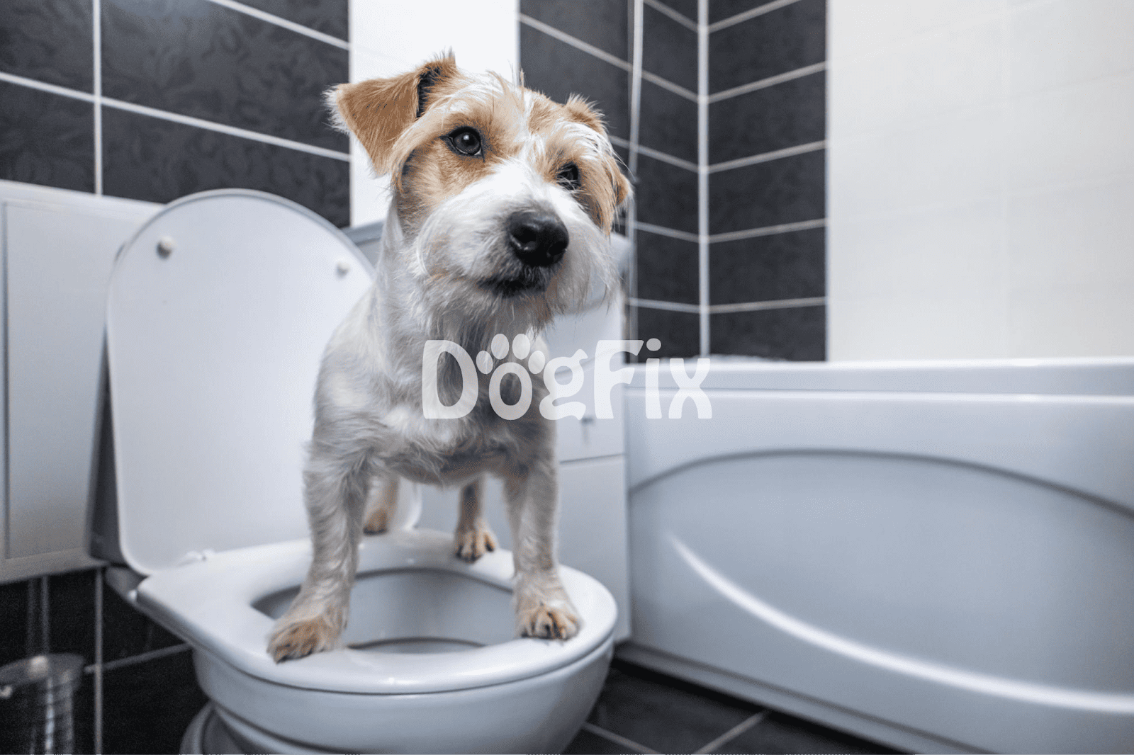 Cute dog sitting on a toilet in a bathroom, representing dog grooming and pet hygiene services.