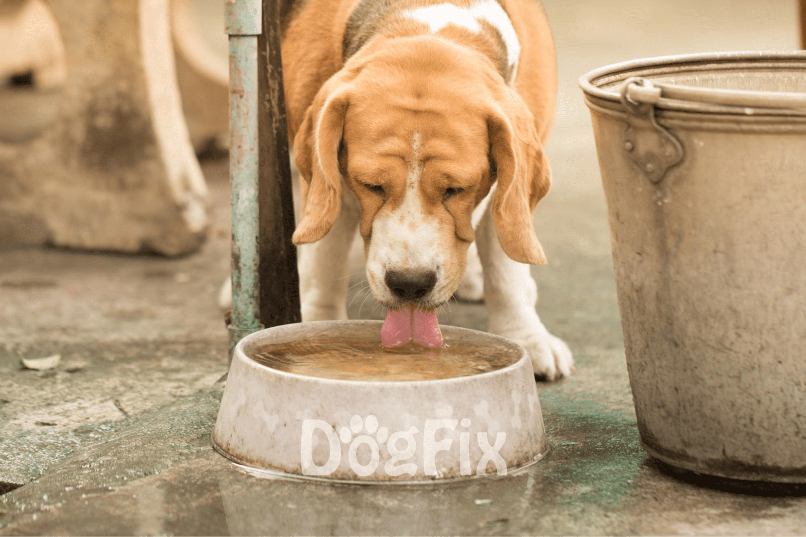 Cute beagle puppy drinking water outdoors.