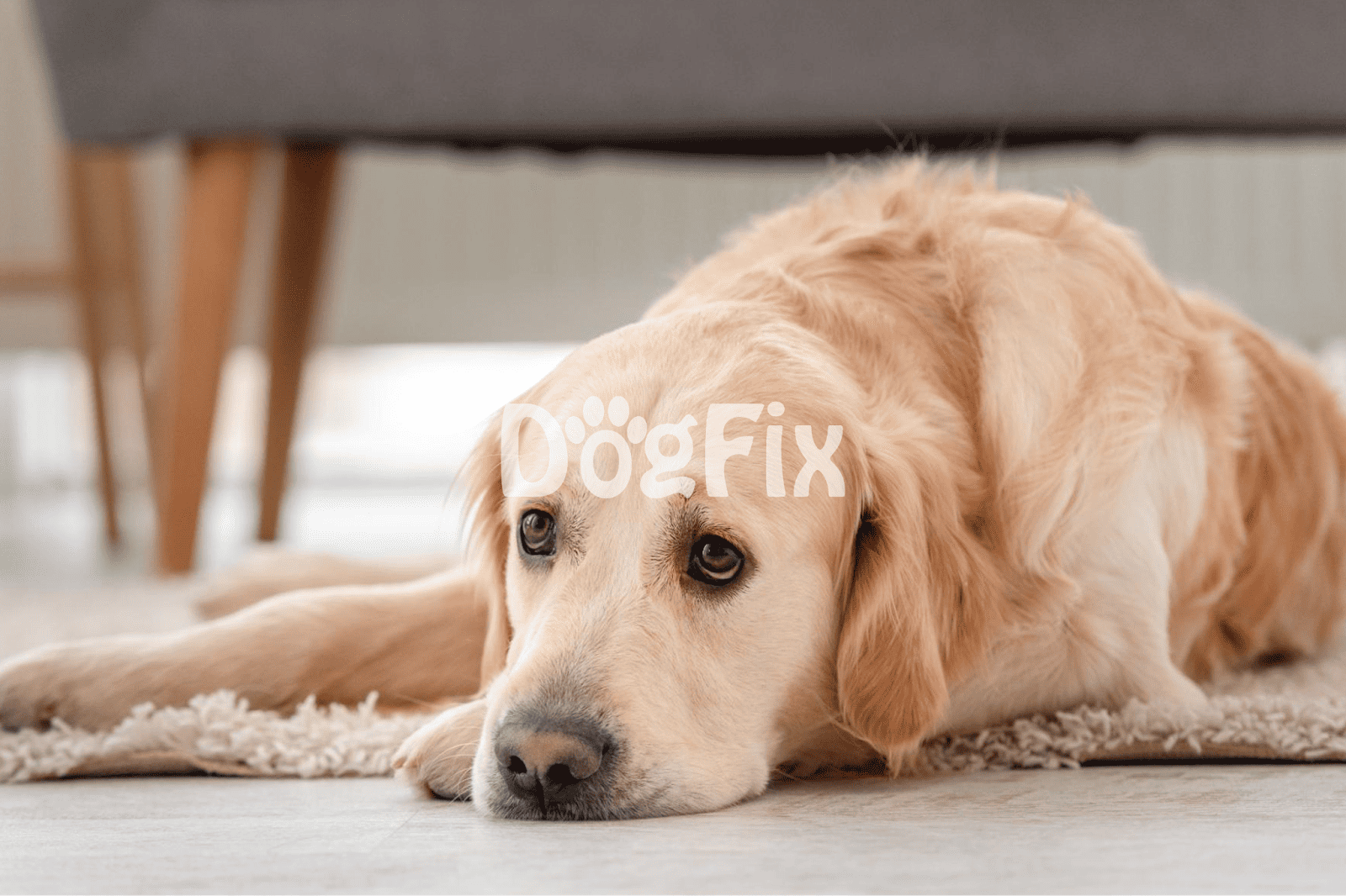 Adorable Golden Retriever lying on the floor, looking sad or tired.