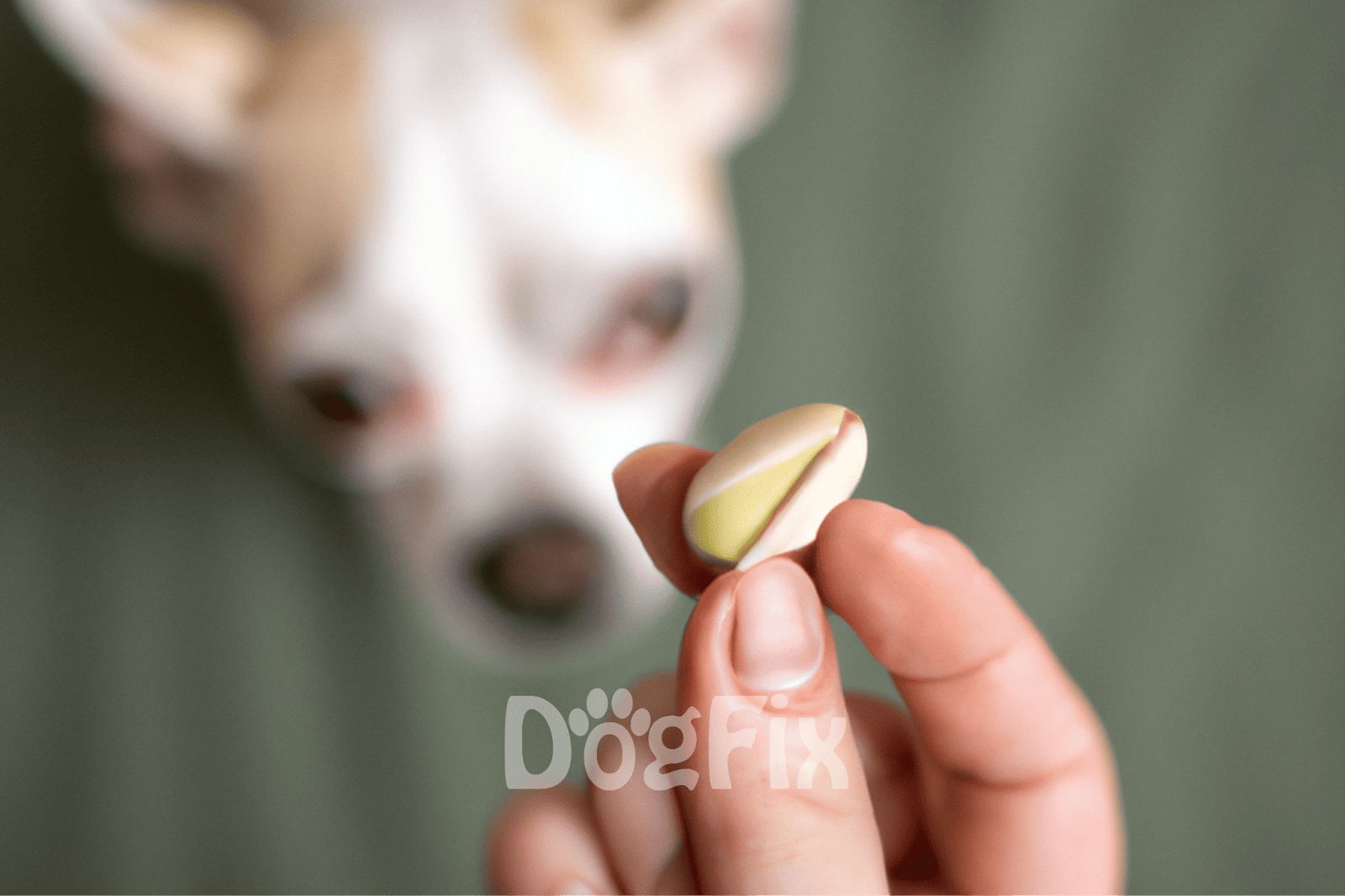 Close-up of a person holding a tablet with a dog in the background.