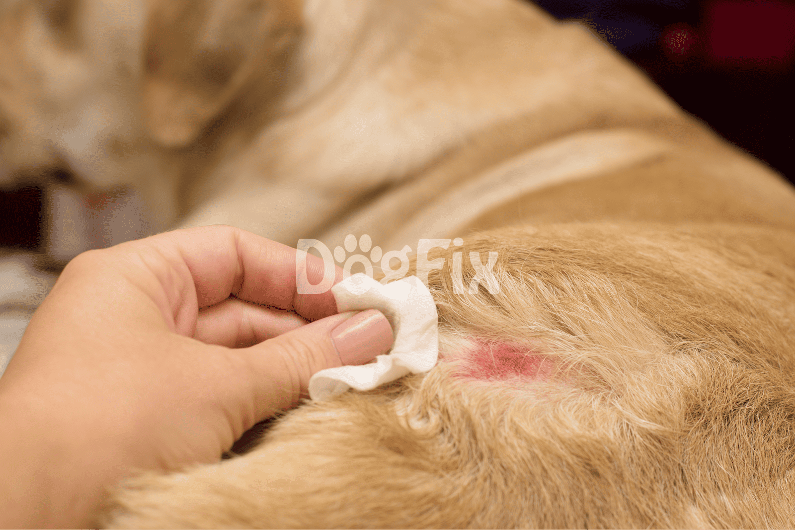 Close-up of a dog's skin irritation with a veterinarian holding a cotton swab.