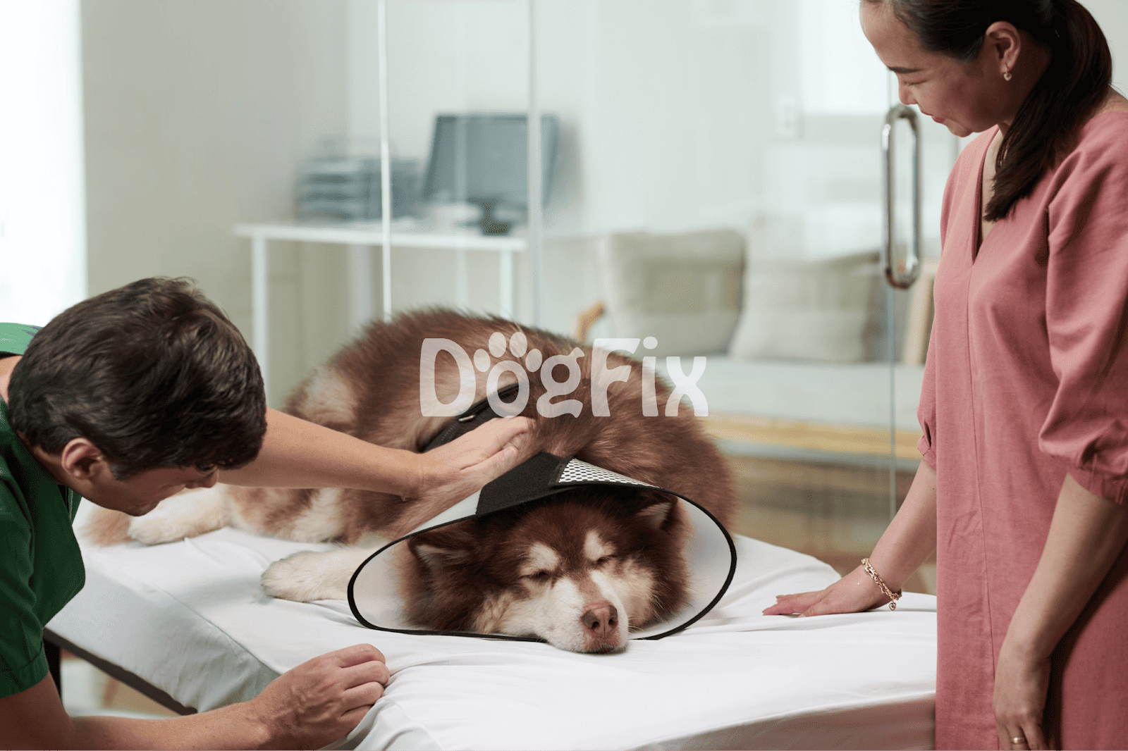 Dog undergoing veterinary examination with protective cone.