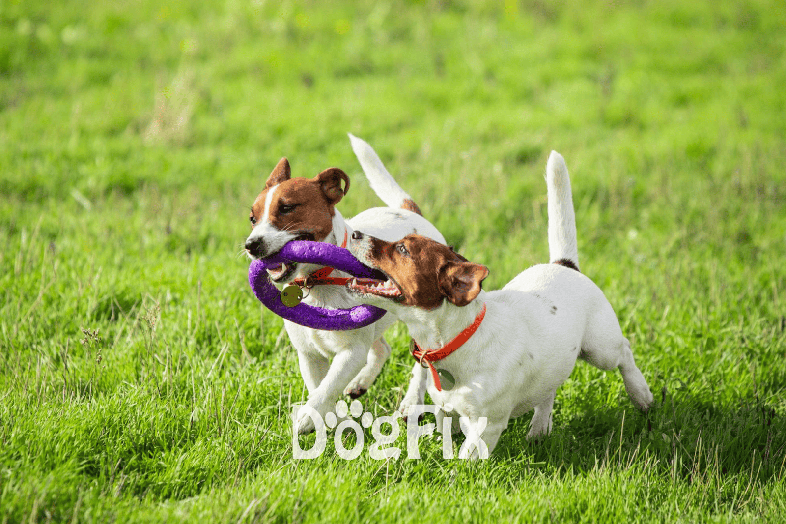 Cute Jack Russell dogs playing with a purple chew toy on a green grassy field.