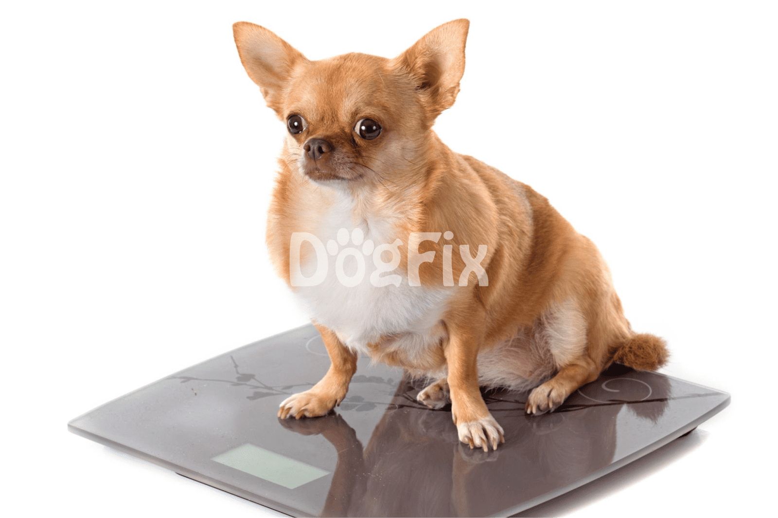 ALT text: Chihuahua dog sitting on a digital weighing scale, measuring pet weight.