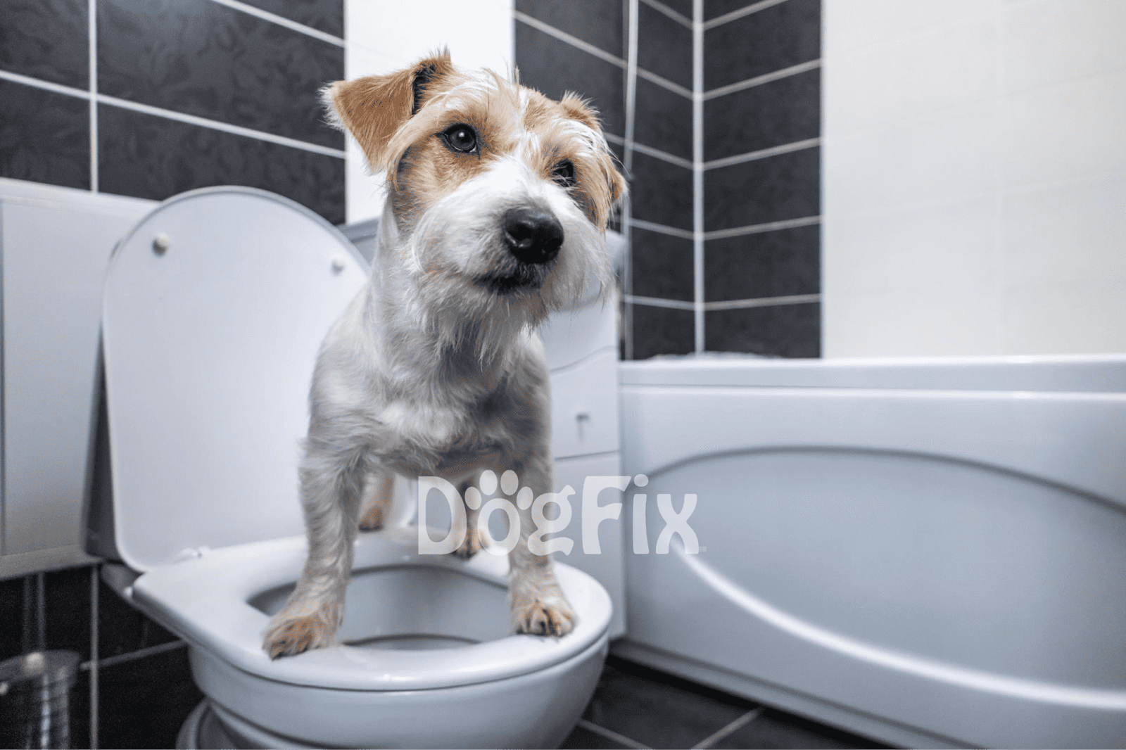Adorable dog standing on toilet lid, ready for bathroom break, showcasing pet toilet training services.