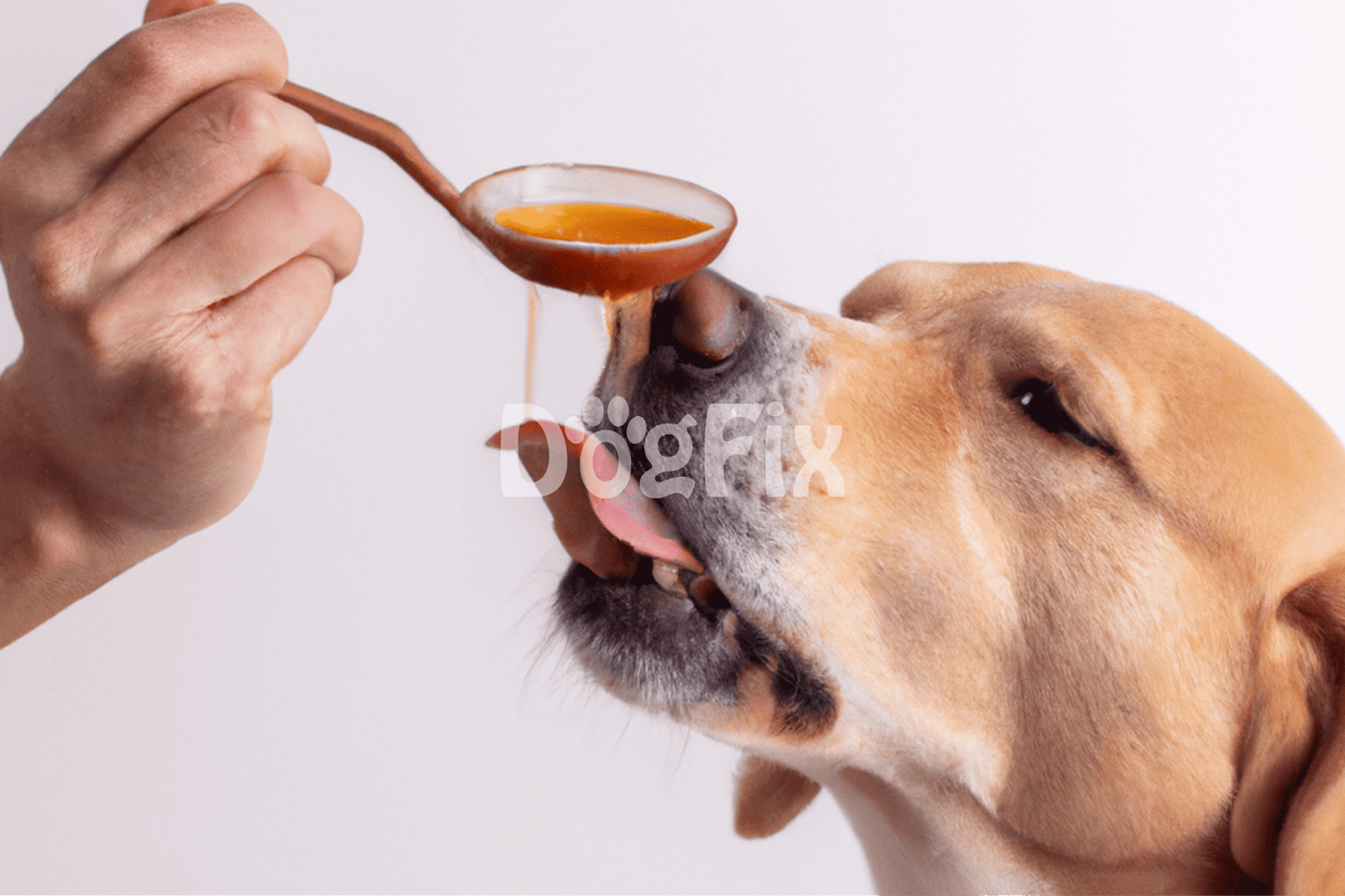 Healthy dog treats being offered with a spoon.