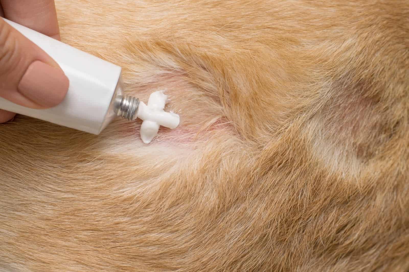 Close-up of applying flea medication on a dog's skin to prevent parasites and ensure pet health.