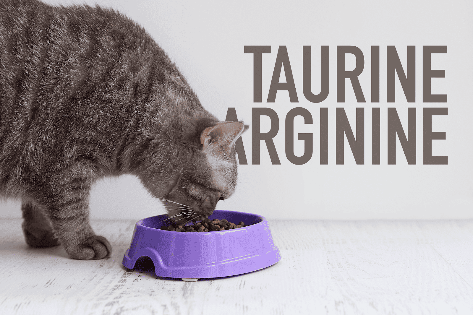 Cat eating taurine-rich food from purple bowl.