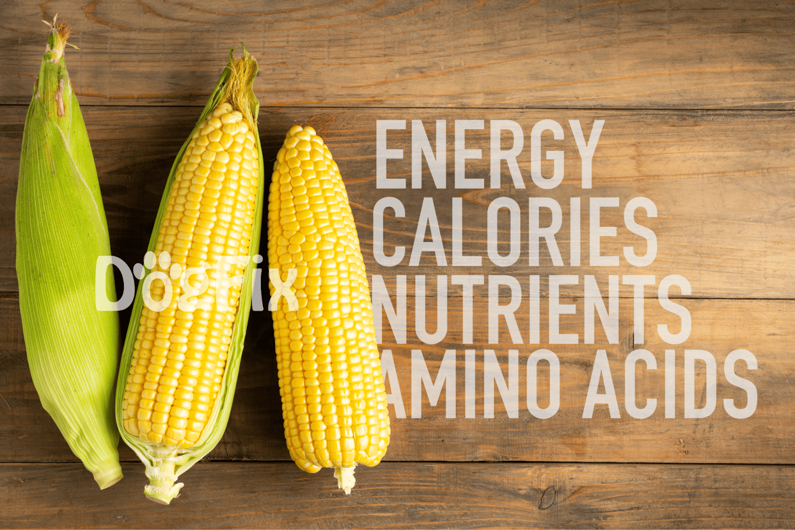Fresh corn on the cob with green husks, emphasizing healthy eating and nutritional benefits.