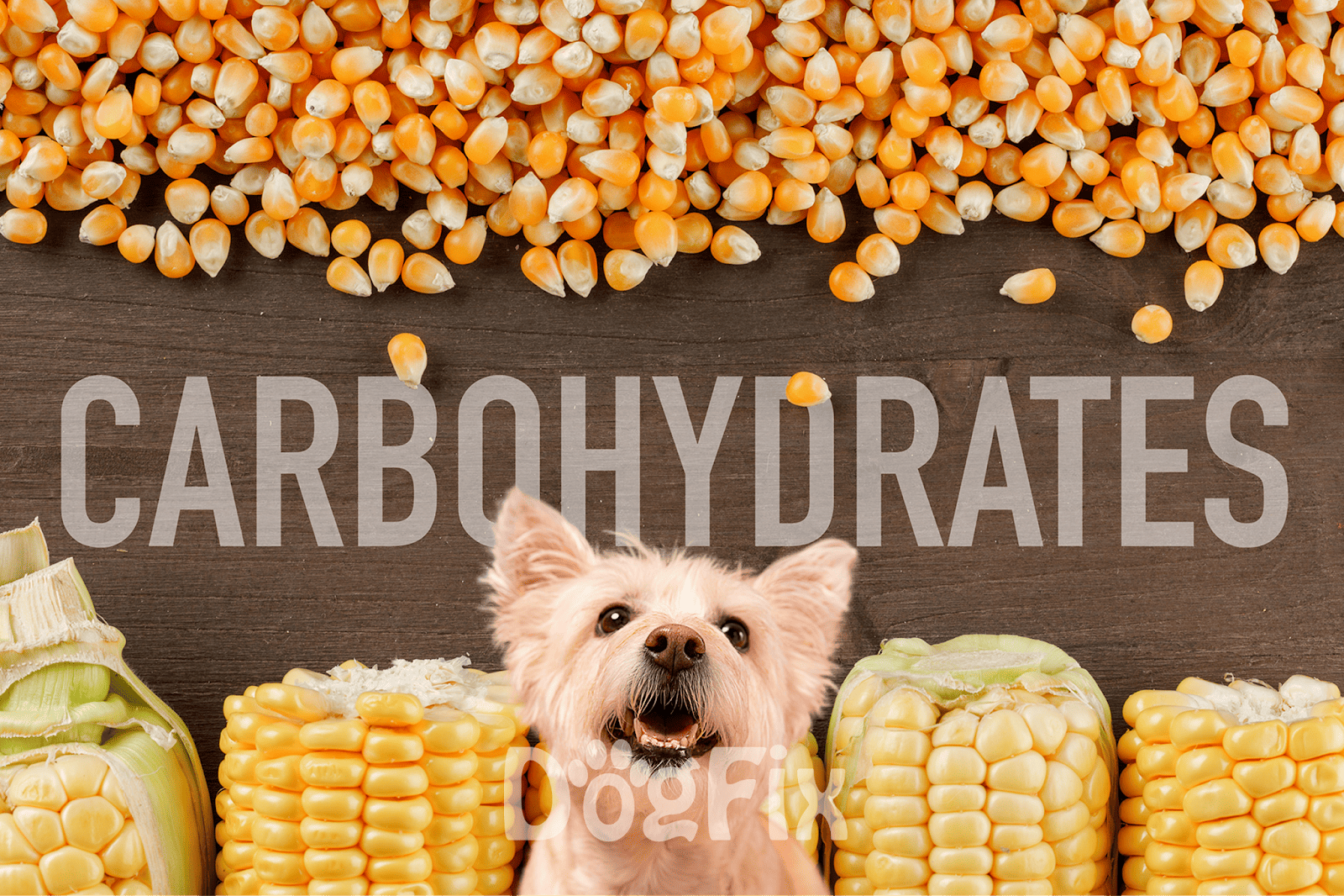 Alt text: Corn kernels spread with a puppy among corn cobs on wooden table.