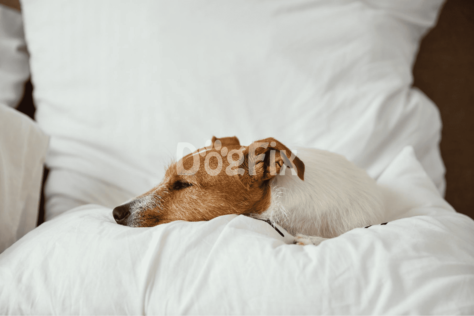 Dog resting comfortably on soft bedding in a cozy home environment.
