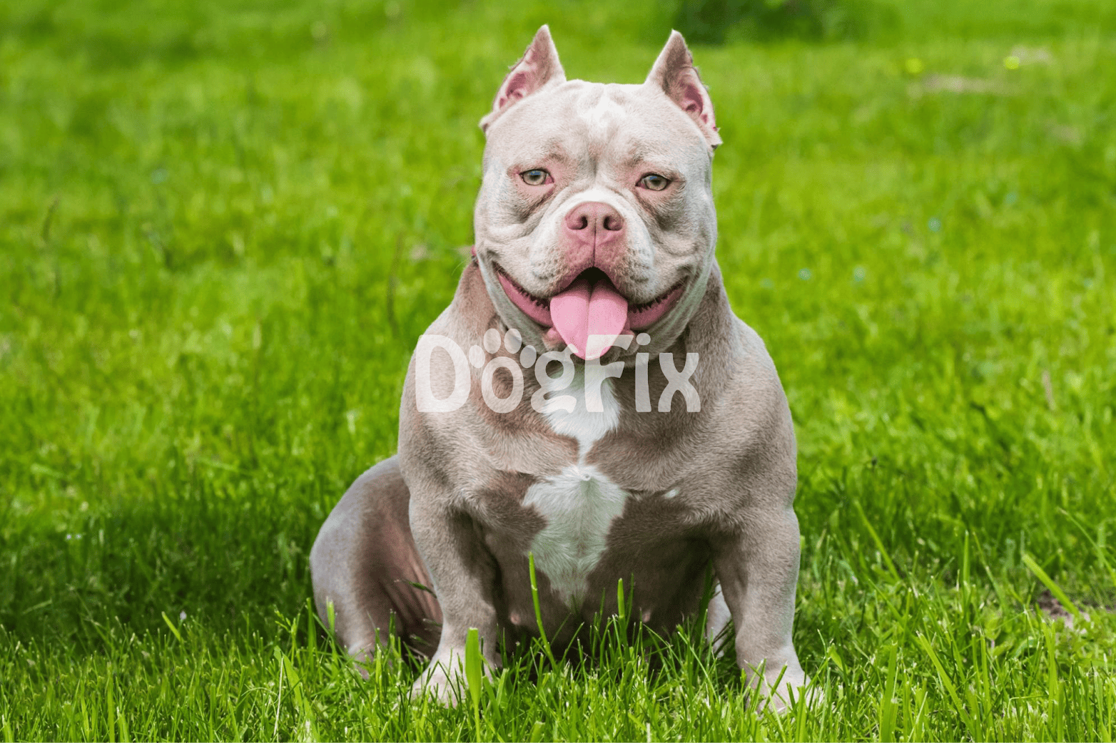 Adorable American Bully sitting on lush green lawn, smiling with tongue out, perfect for dog lovers.