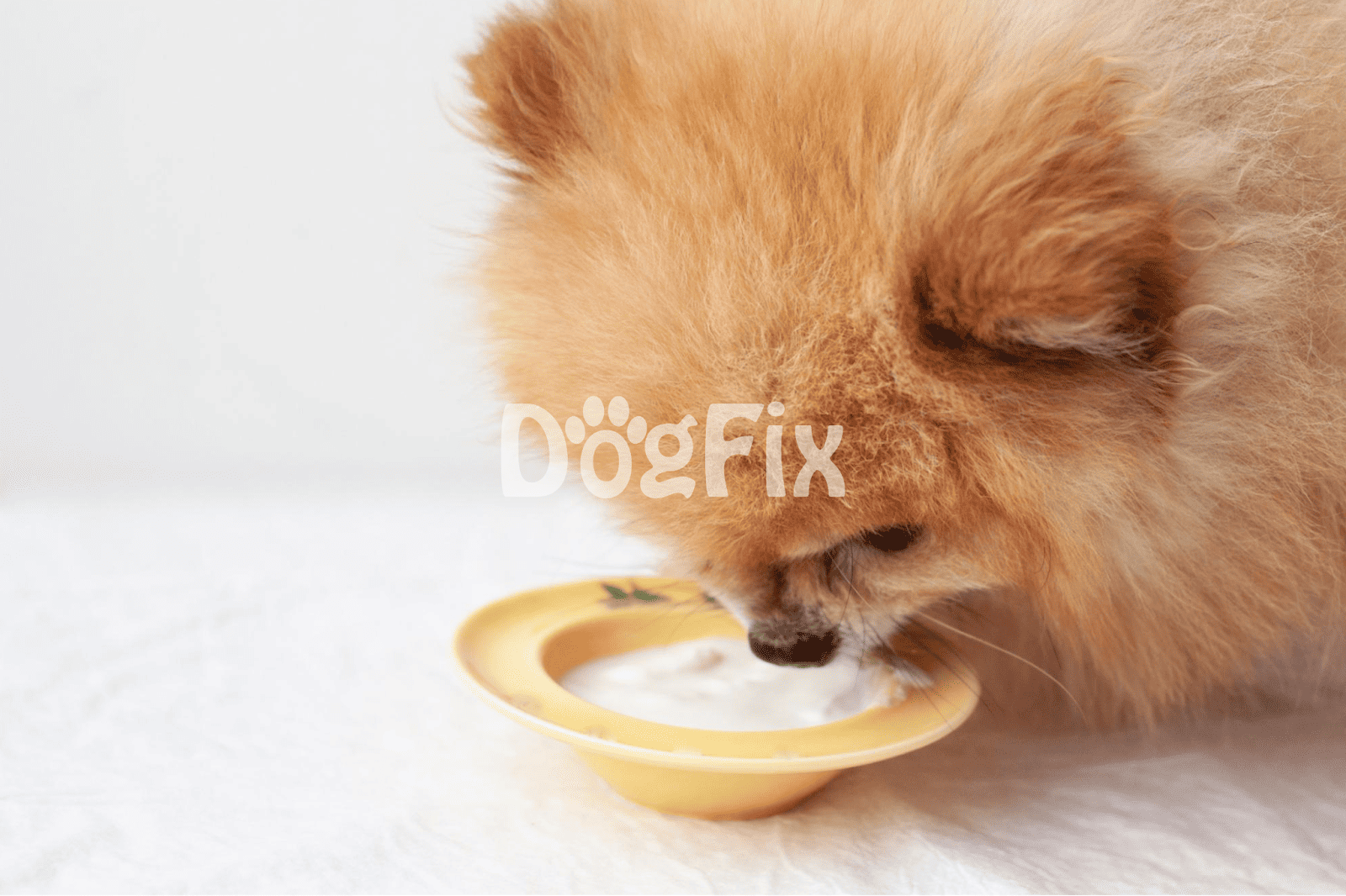 Close-up of a Pomeranian dog eating from a yellow bowl with milk or water, showcasing pet nutrition and care.