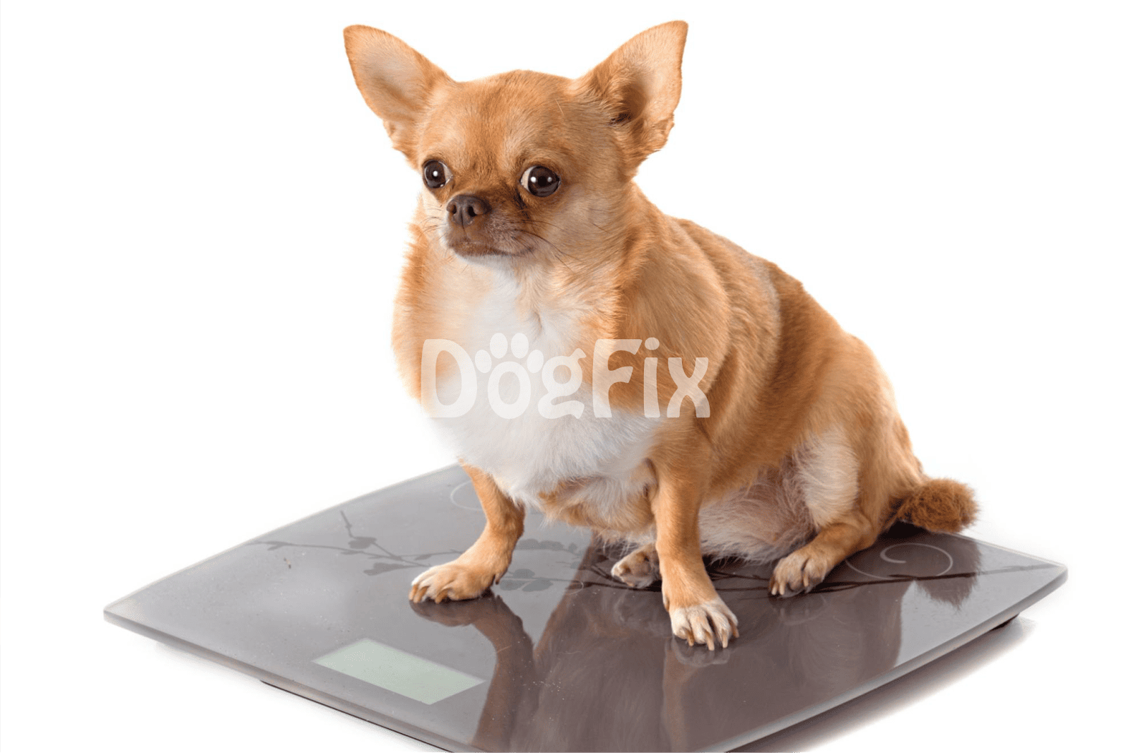 Cute Chihuahua on digital bathroom scale, pet health check-up.