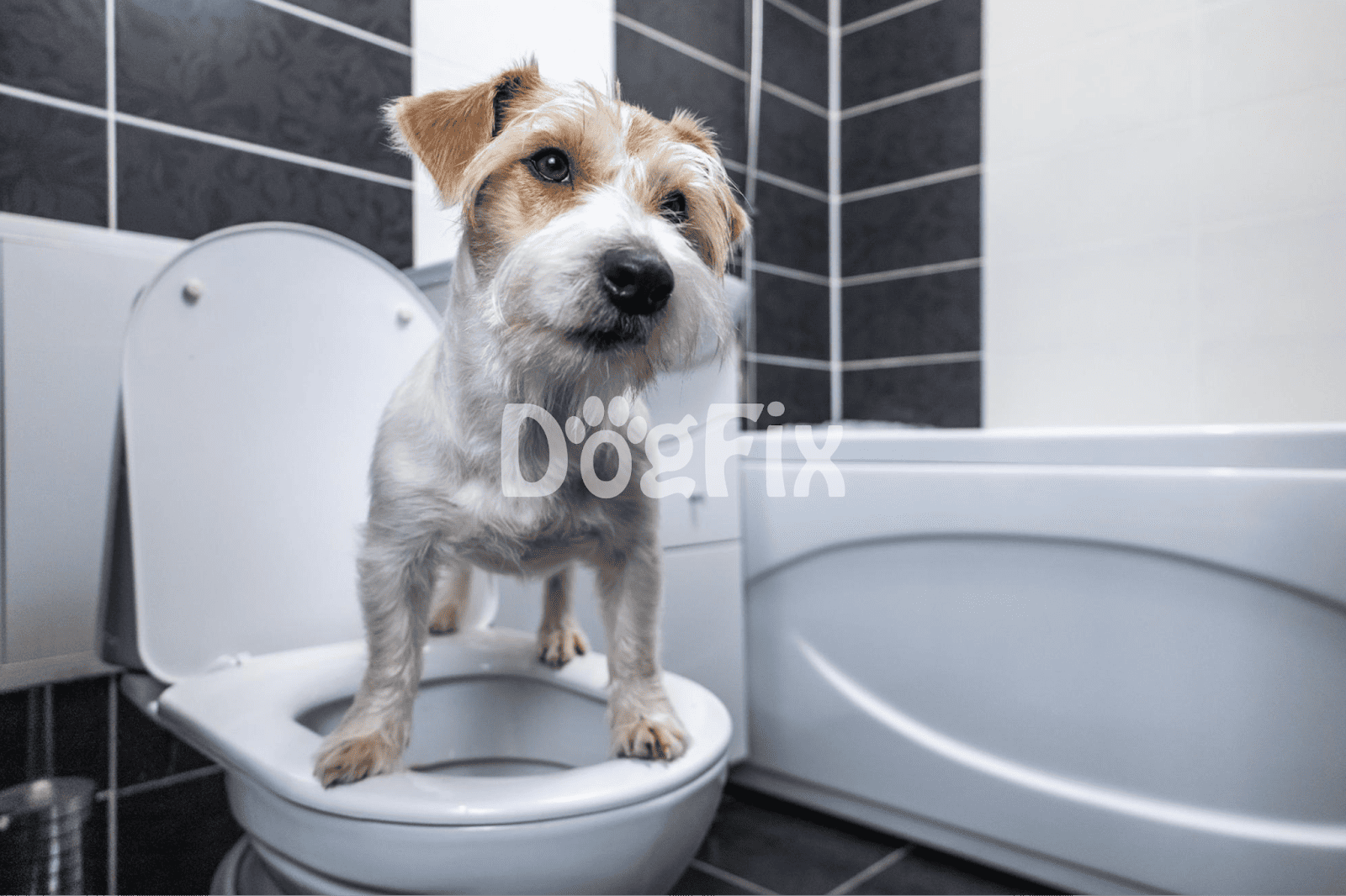 Dog bathroom training, puppy on toilet, pet hygiene, training tips, dog care, housebreaking puppy, pet grooming.