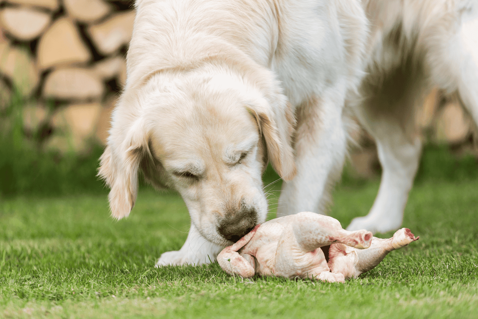Dog eating raw chicken outdoors.