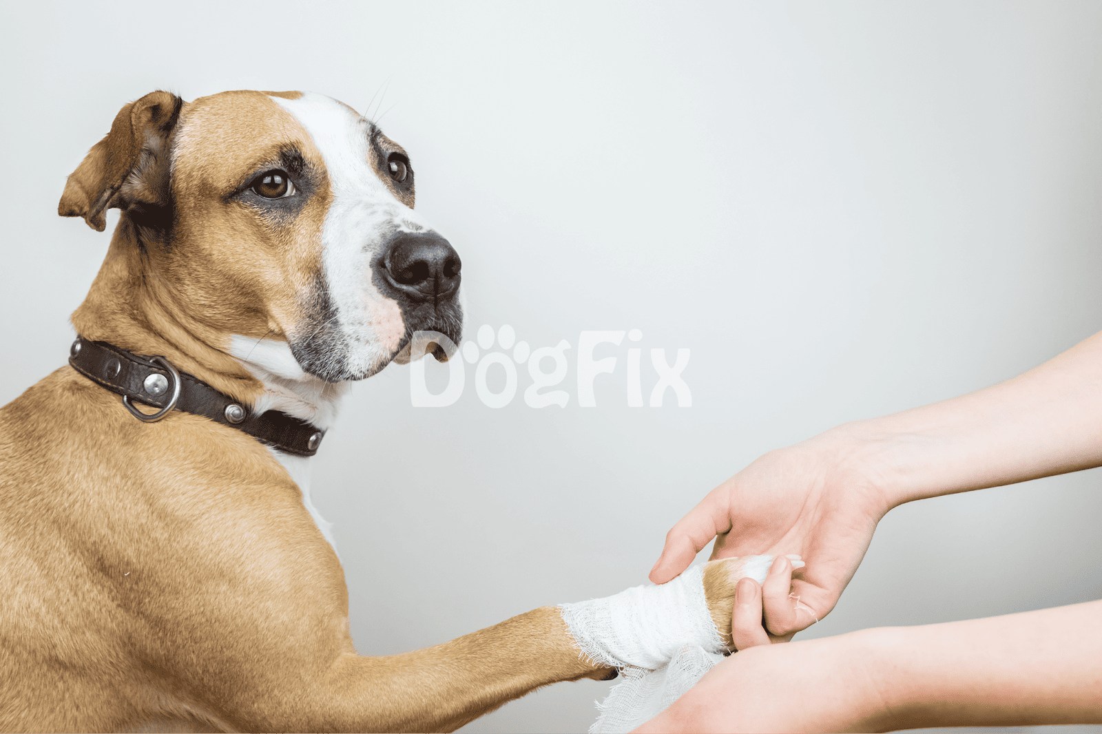 Dog with bandaged paw receiving care from owner, veterinary treatment for injury.