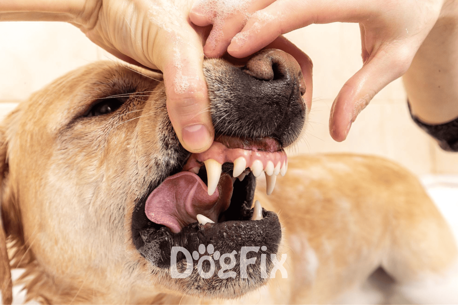 Close-up of veterinarian cleaning a dog's teeth for healthy oral hygiene.