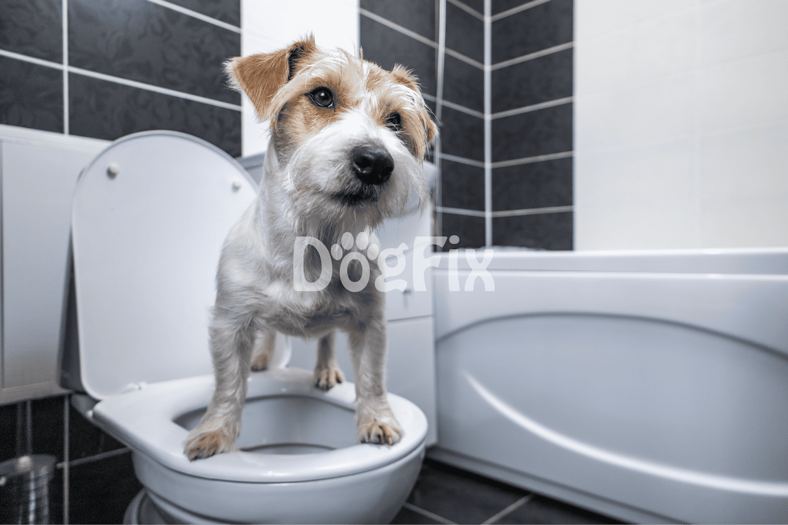 Cute dog in toilet training seat with bathroom tiles background.