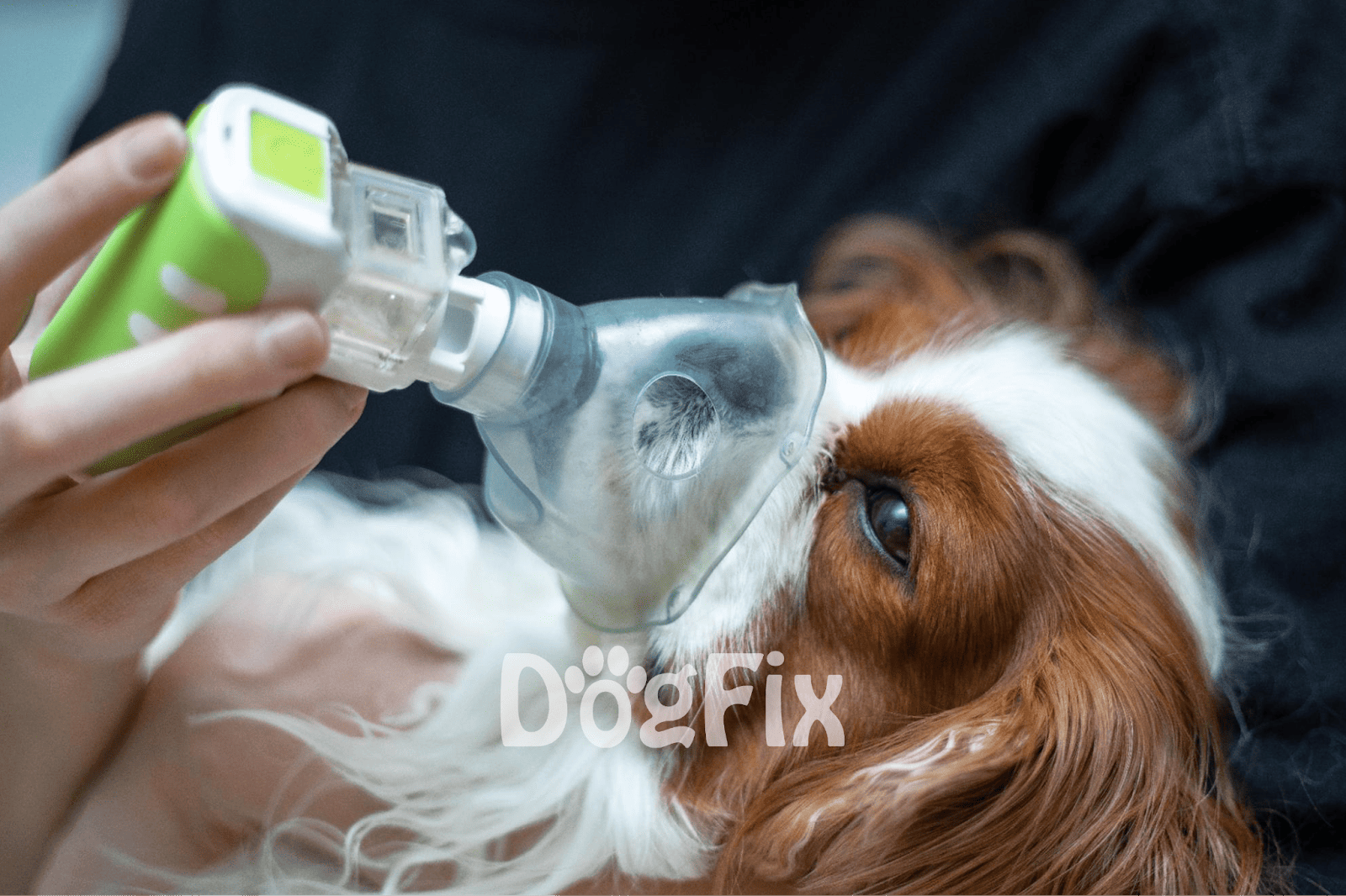 Dog receiving emergency oxygen mask treatment.