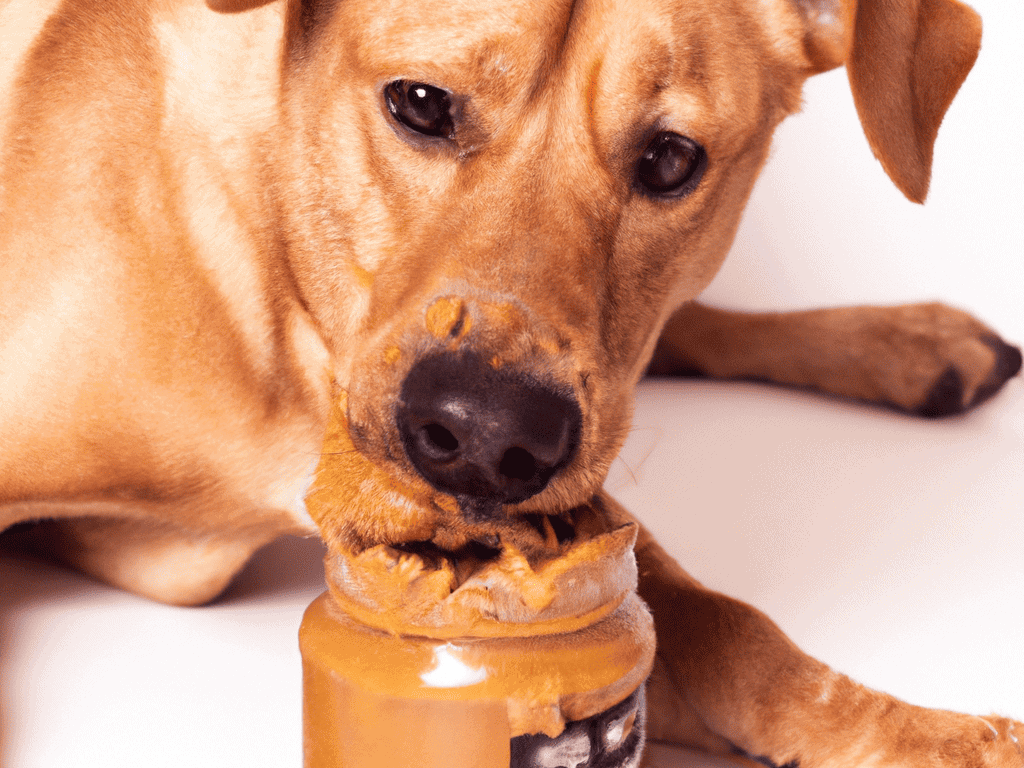 Close-up of a happy dog chewing a peanut butter flavor dog toy. Perfect for dog enrichment and mental stimulation.
