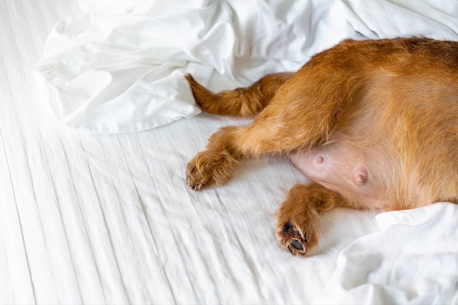 Comfortable dog lying on bed with white bedding, capturing a peaceful nap.