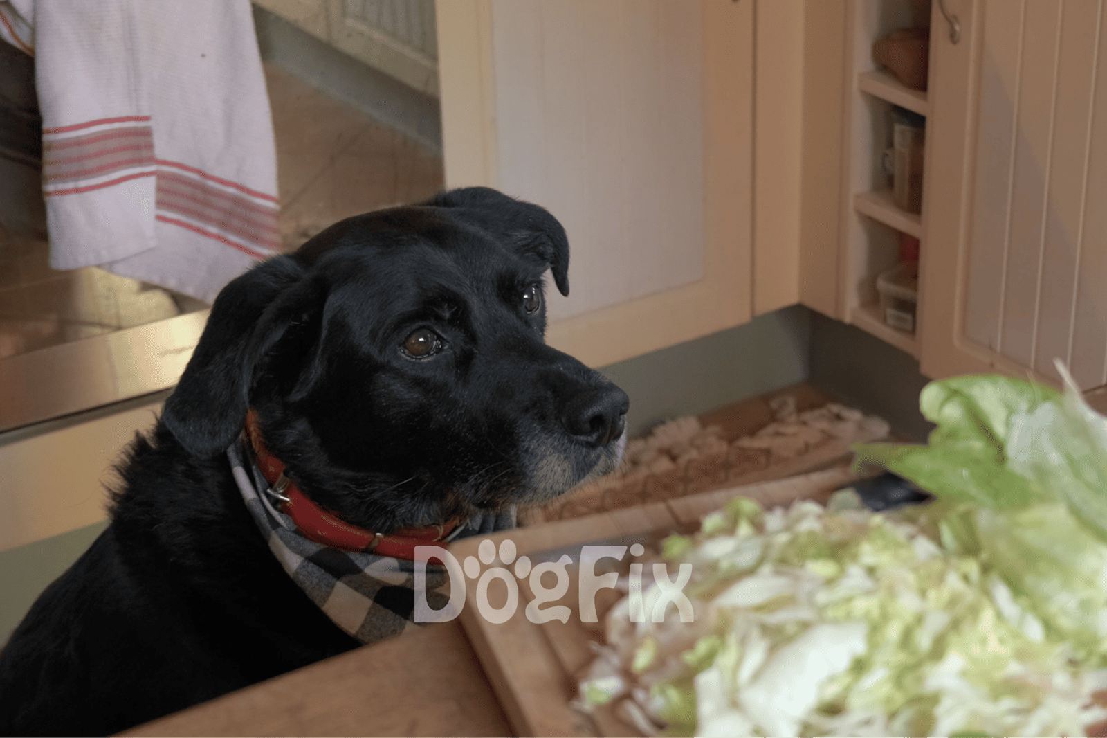 Cute black dog gazing at vegetables on table, cozy home environment, pet food, indoor pet, dog meal time, household pet.