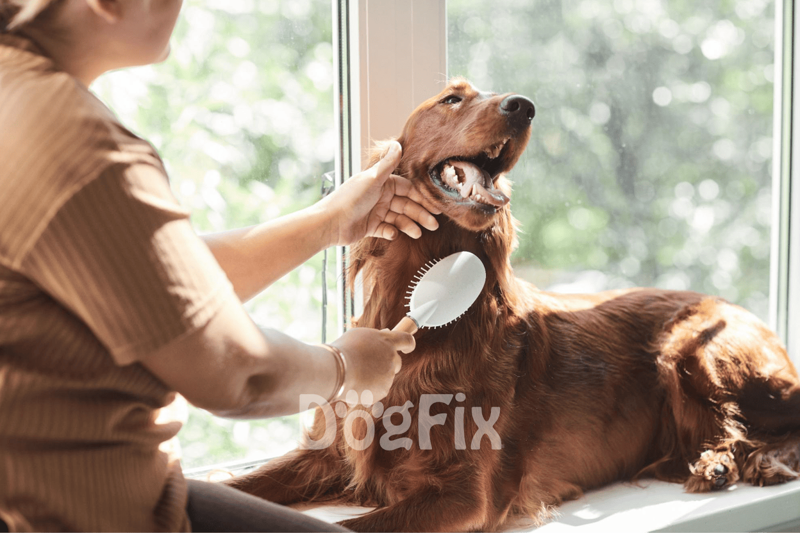 Dog grooming professional brushing a golden retriever's fur, providing pet grooming services for healthy coats.