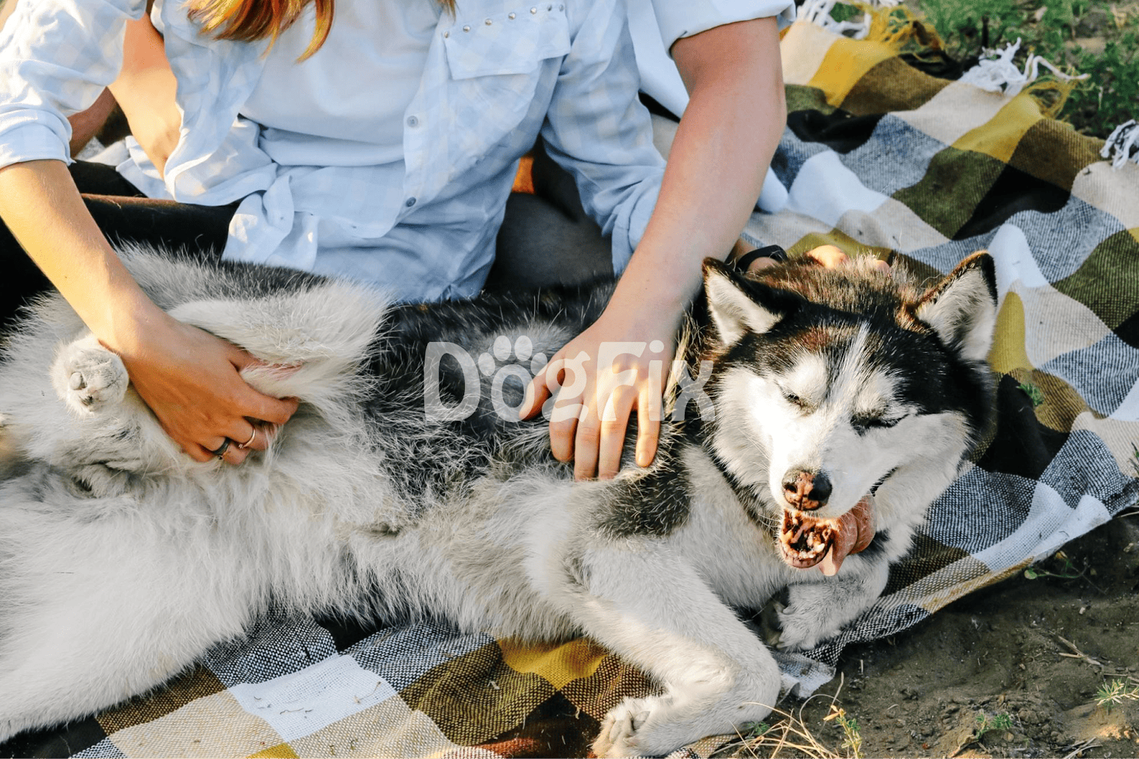 Playful Siberian Husky enjoying outdoor snuggling and pet bonding on a sunny day.