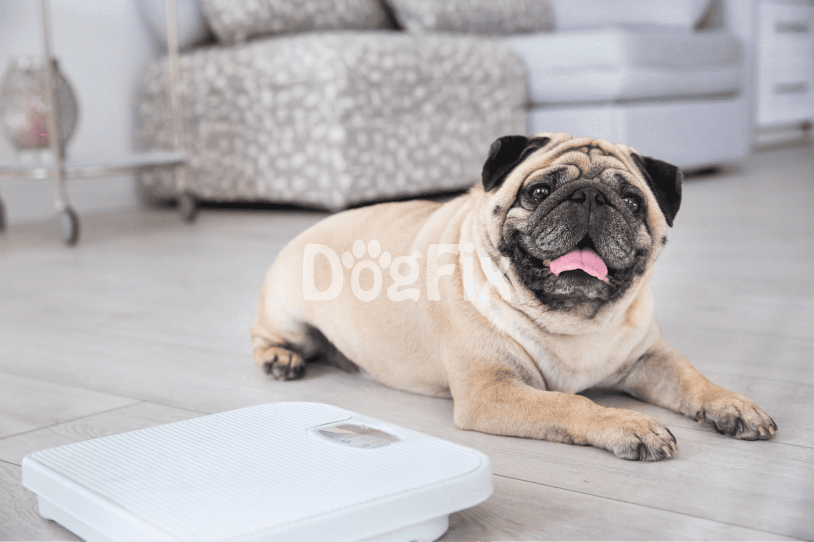 Adorable pug lying comfortably indoors on a wooden floor beside a digital pet scale.